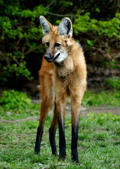As longas pernas do lobo-guará auxiliam-no na movimentação pelo seu habitat.