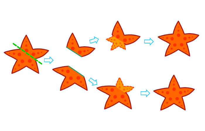 Estrelas-do-mar no processo de reprodução assexuada.