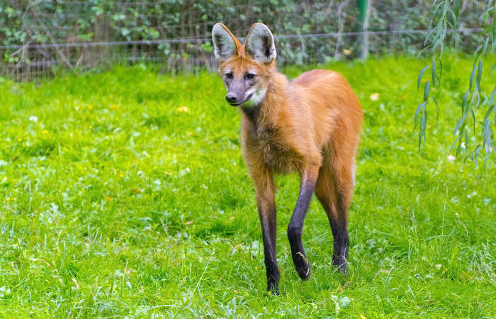  O lobo-guará possui coloração laranja-avermelhada, pernas, dorso e focinho pretos, e pescoço, região interna da orelha e cauda com pelos brancos.