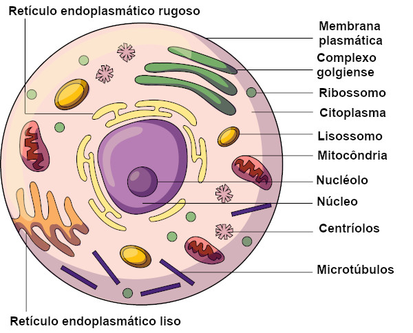  A célula eucarionte apresenta núcleo e organelas celulares.