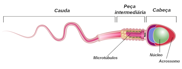  Observe algumas das principais estruturas dos espermatozoides.