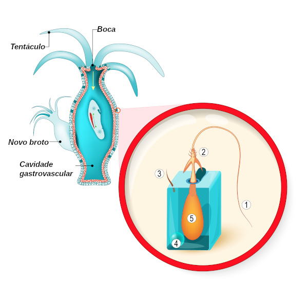 Principais estruturas do corpo dos cnidários. As partes do cnidócito: 1- filamento, 2-espinhos, 3- cnidocílio, 4- núcleo e 5- cápsula do nematocisto.