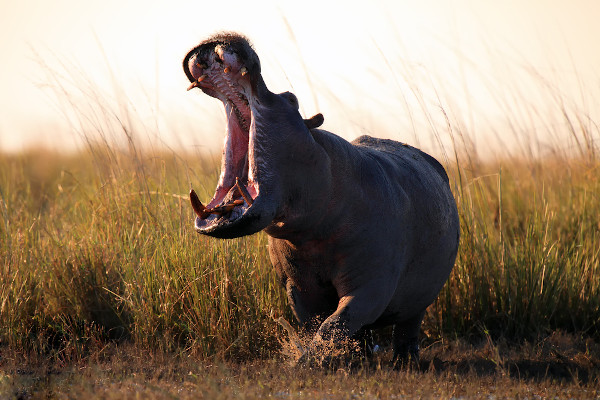  O hipopótamo-comum é uma espécie de hipopótamo que se destaca por ser muito territorialista.