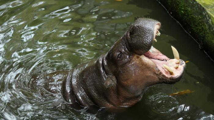  Pouco ainda se conhece sobre a ecologia do hipopótamo-pigmeu.