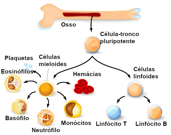 A medula óssea é responsável pela produção de células sanguíneas.
