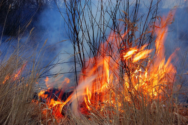 Queima de incêndio à noite, fogo na floresta, Vetor Grátis em 2023