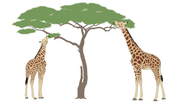 De acordo com Darwin, existiam girafas de pescoço longo e de pescoço curto, sendo as de pescoço longo mais aptas a viverem no ambiente.