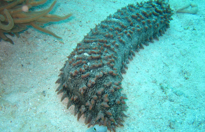 O pepino-do-mar estabelece uma relação com o fierásfer. Nessa associação, o corpo do pepino-do-mar serve de abrigo para o peixe.