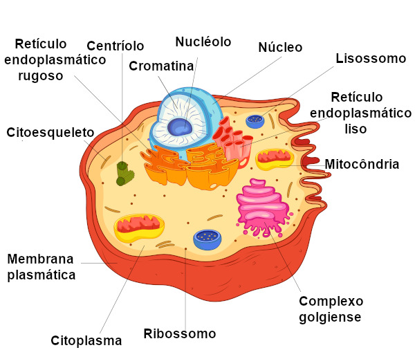 Observe os principais componentes da célula animal.