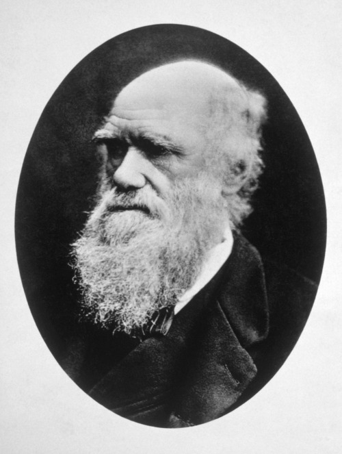 Darwinismo é a teoria evolutiva que tem como base as ideias propostas por Darwin.
