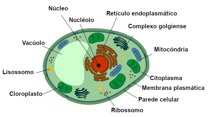Esquema de uma célula vegetal e suas estruturas.