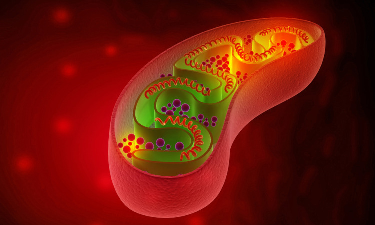 É nas mitocôndrias que grande parte dos processos de respiração celular acontecem.