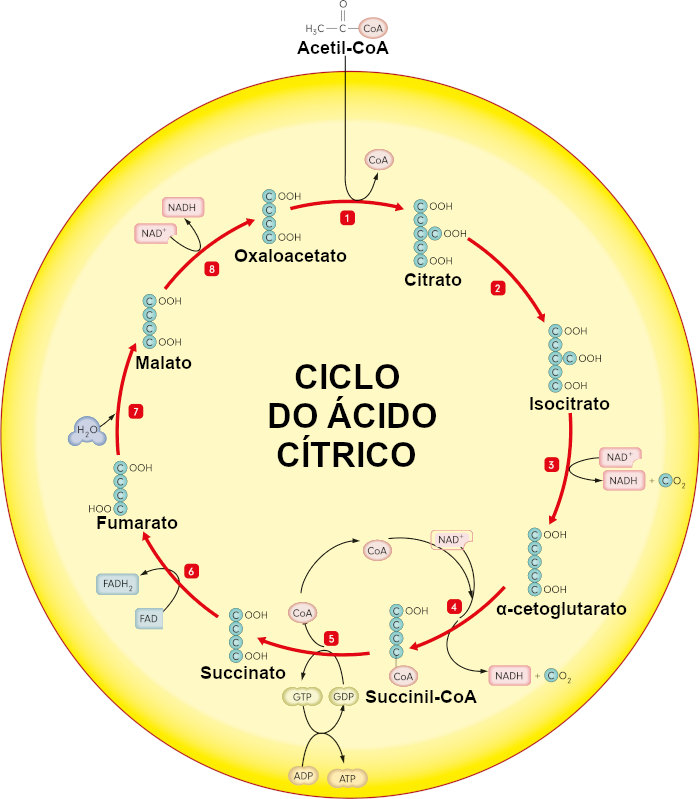Observe as etapas do ciclo de Krebs, atualmente chamado de ciclo do ácido cítrico ou ciclo do ácido tricarboxílico.