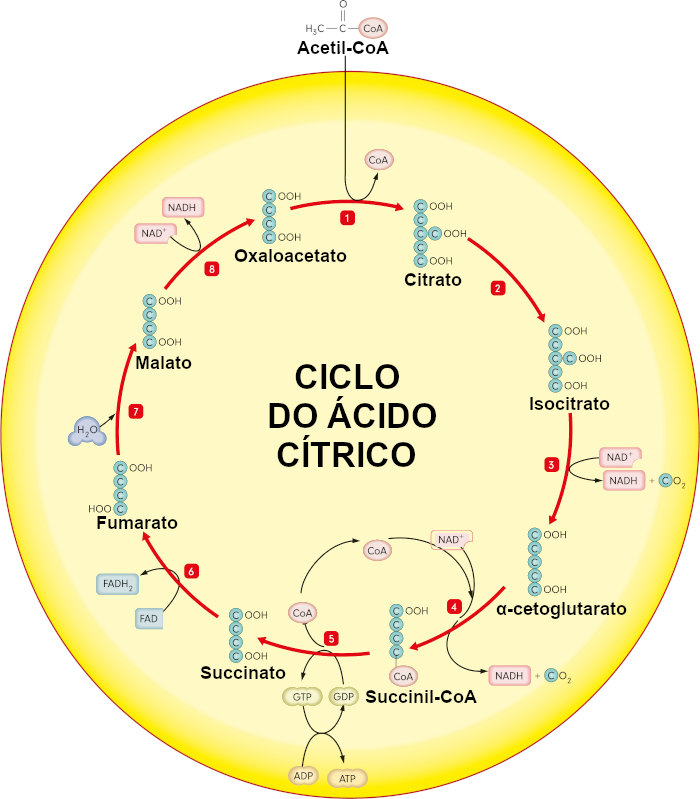 Ciclo De Krebs Etapas Redimento Total Exercício Mundo Educação 2502