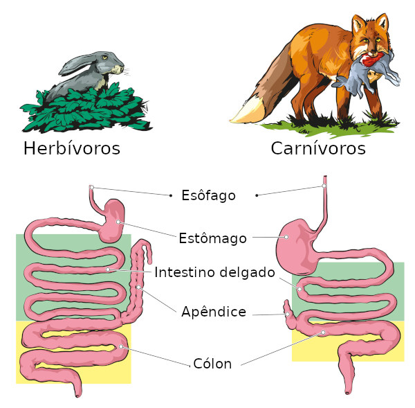Veja a diferença entre o sistema digestório do herbívoro e do carnívoro.