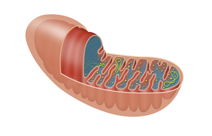 Nas células eucarióticas, o ciclo de Krebs ocorre na matriz mitocondrial.