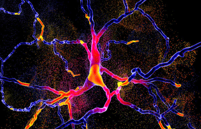 A destruição de neurônios dopaminérgicos promove o desenvolvimento da doença de Parkinson.