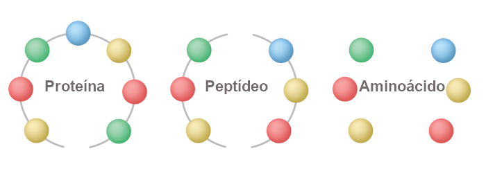  Os aminoácidos formam os peptídeos e as proteínas.