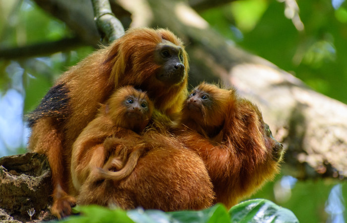 Macaco fofo passando tempo na natureza