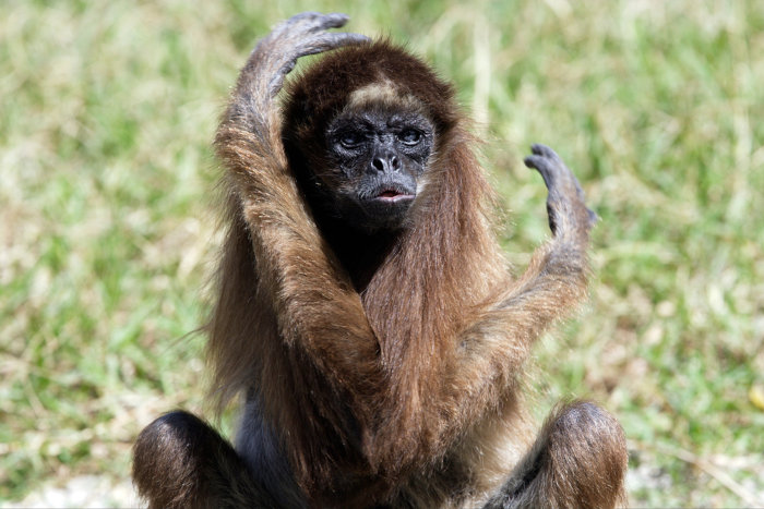 Animais - A ficha do bicho Nome popular: Macaco-aranha, cuatá Nome