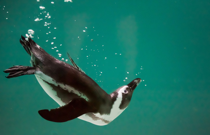 Os pinguins são animais bem-adaptados à natação.