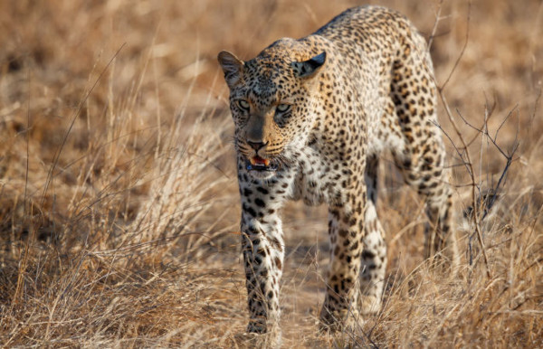  Panthera pardus é o nome científico do leopardo, um felino encontrado na Ásia e África.