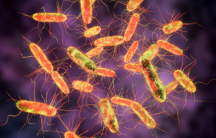 A febre tifoide é transmitida por uma bactéria que pode estar presente em água e alimentos contaminados.