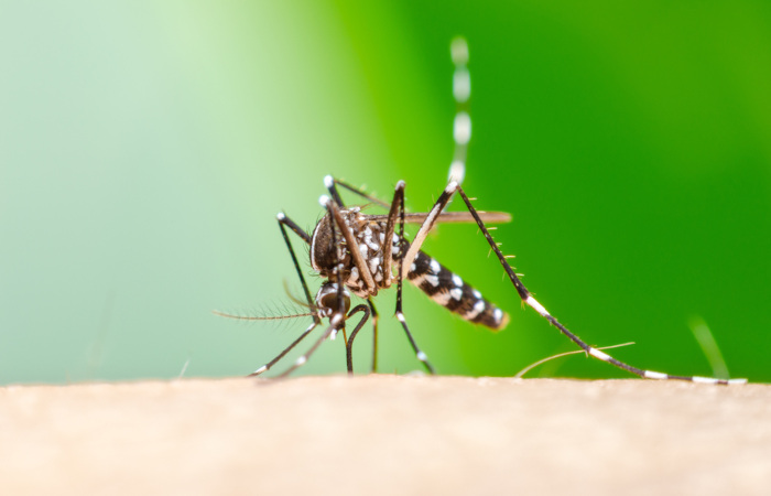 Mosquitos do gênero Aedes são responsáveis pela transmissão da chikungunya.