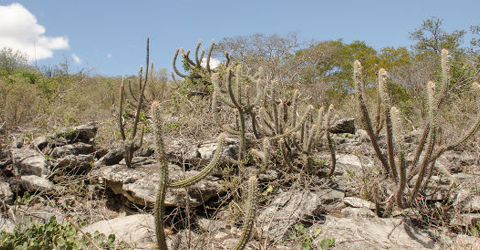 Caatinga Caatinga