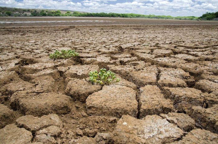 O solo da Caatinga é muito árido em razão do clima local, marcado pela baixa pluviosidade.