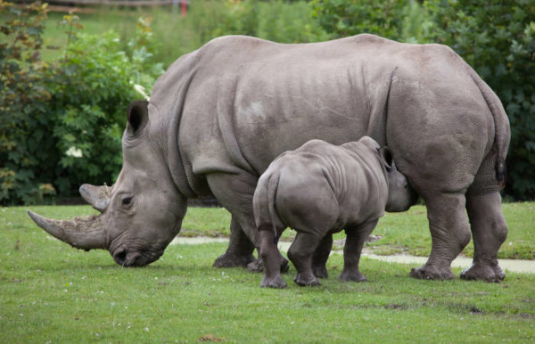 O rinoceronte-branco é a maior espécie de rinoceronte.