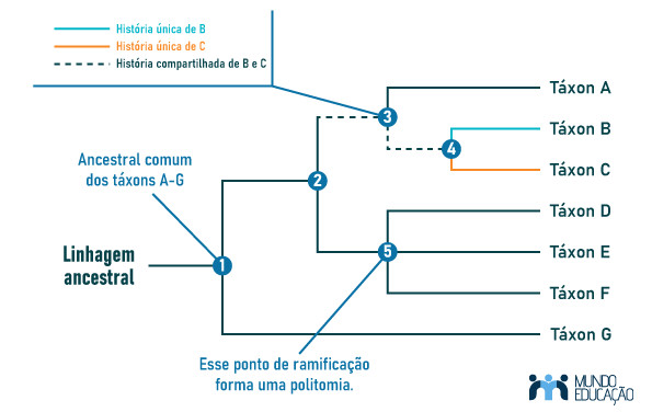 Semelhanças entre o chimpanzé e o homem - Mundo Educação