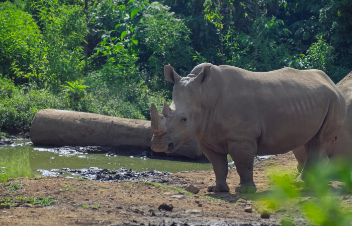 O rinoceronte-de-java está classificado como criticamente em perigo.