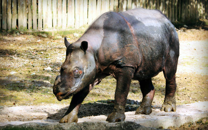 Observe as dobras cutâneas presentes no rinoceronte-de-sumatra.
