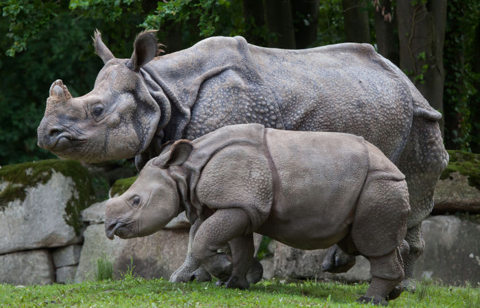 O rinoceronte-indiano apresenta um único corno.