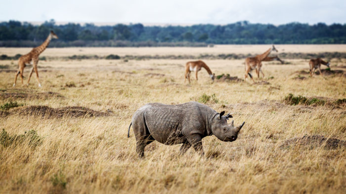 Os rinocerontes-negros apresentam dois cornos, sendo o anterior, geralmente, mais longo.