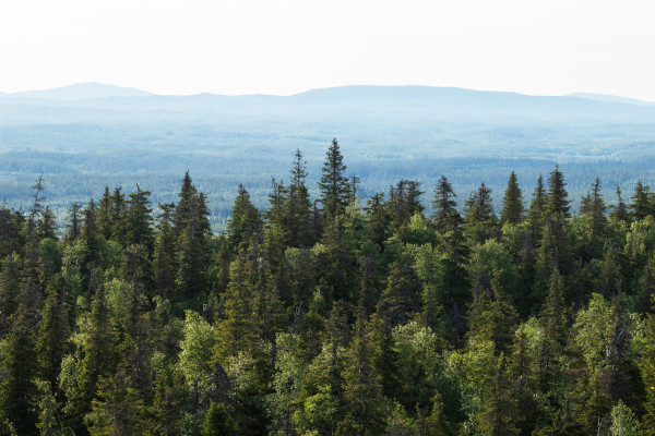 Ao contrário da tundra, a taiga possui árvores de grande porte na sua vegetação. 