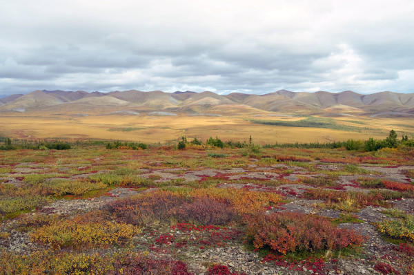 No verão, em razão do descongelamento do solo, crescem sobre a tundra diversas espécies de gramíneas. [1]