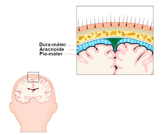 Esquema ilustrativo sobre localização das meninges na cabeça humana.