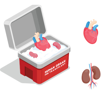 Doação de Órgãos ilustração de órgãos