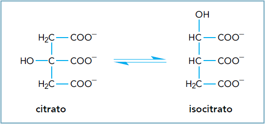Equação química da isomerização de citrato em isocitrato.