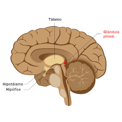 Glândula pineal Glândula pineal
