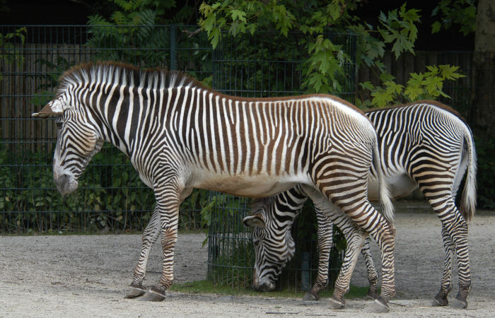 Zebra-de-grevy em cativeiro