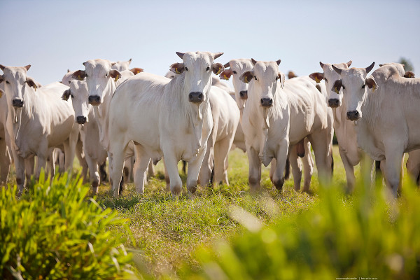 A pecuária bovina é uma atividade econômica muito praticada no Brasil.
