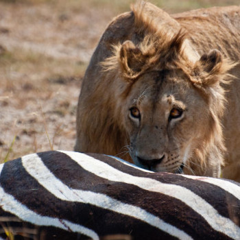 Relações ecológicas leão comendo zebra