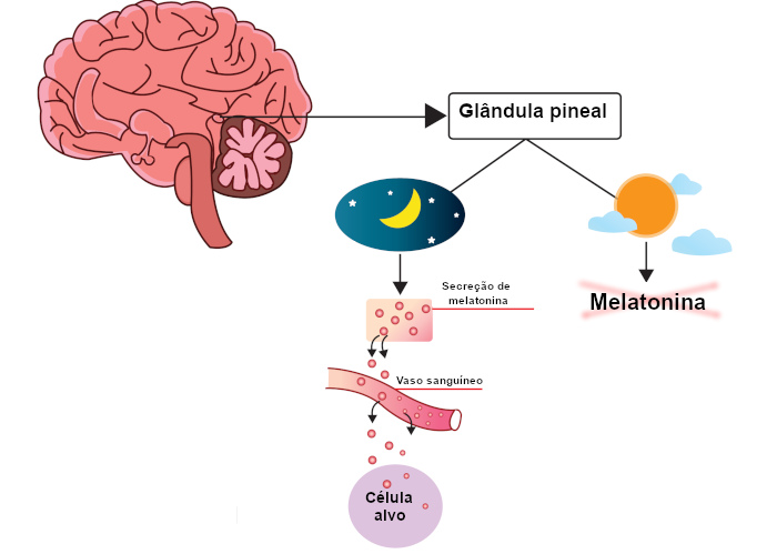 Esquema ilustrativo da secreção de melatonina pela glândula pineal
