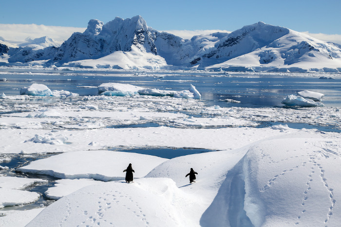  Pinguins andando no gelo.