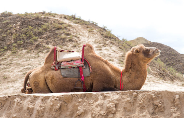 Camelos são utilizados como meio de transporte e muito explorados pelo turismo.