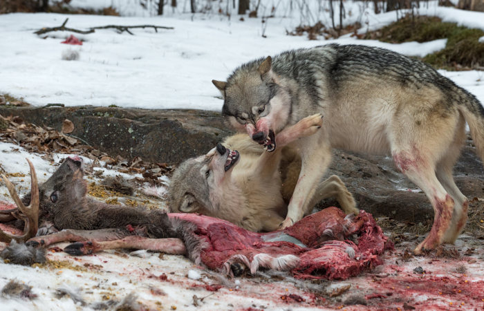 Lobos brigando por alimento
