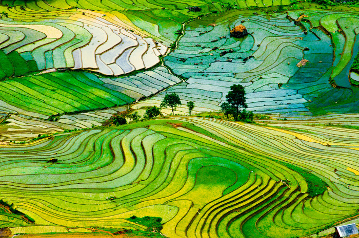 Campo de arroz em terraços na província de Laocai, Vietnã